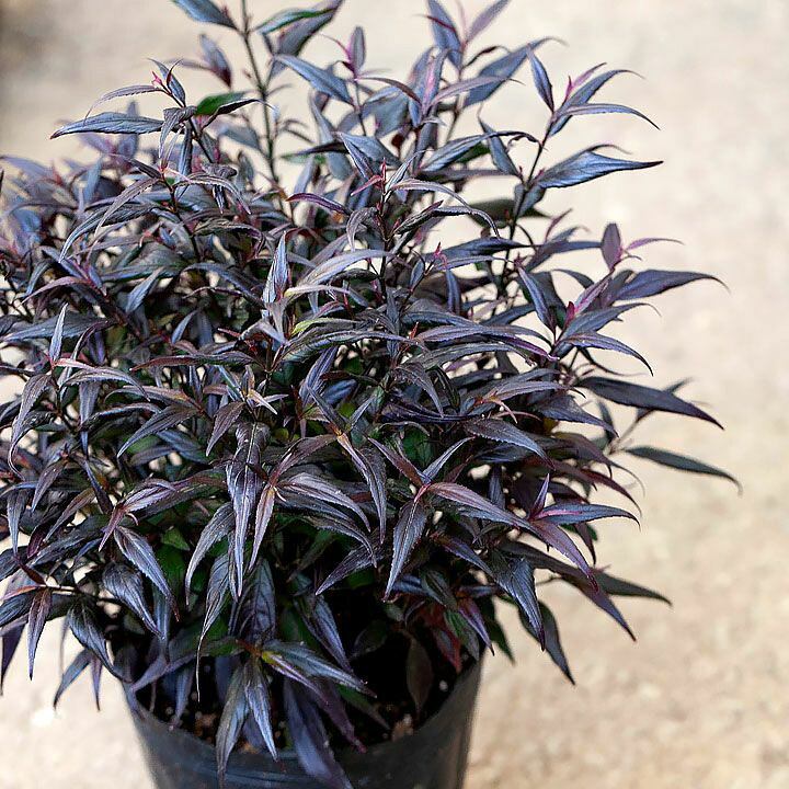 楽天市場 ストロビランテス ブルネッティー 6号pot 今月の植物 ｅ 花屋さん