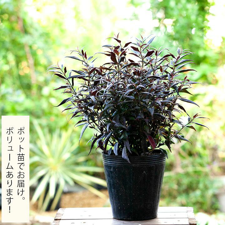 楽天市場 ストロビランテス ブルネッティー 6号pot 今月の植物 ｅ 花屋さん