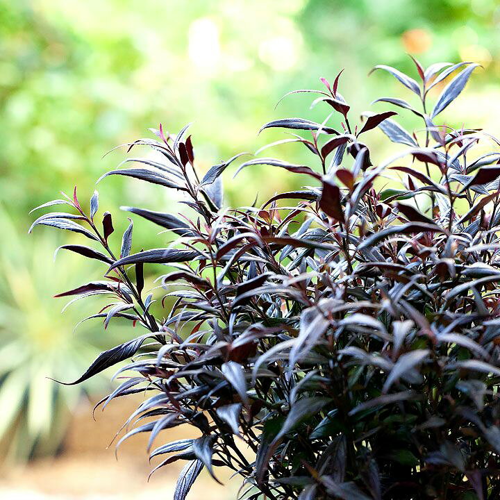 楽天市場 ストロビランテス ブルネッティー 6号pot 今月の植物 ｅ 花屋さん