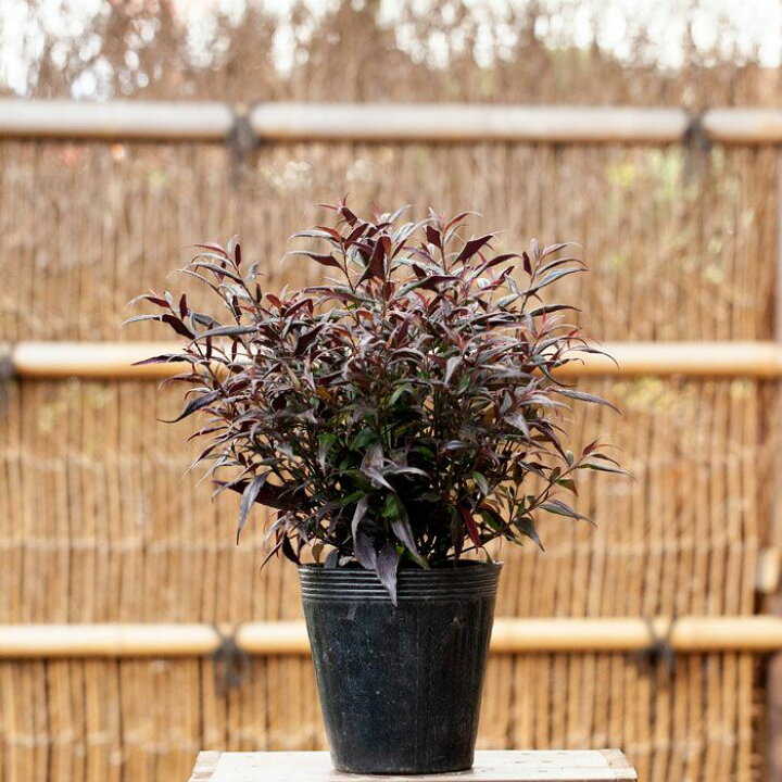 楽天市場 ストロビランテス ブルネッティー 6号pot 今月の植物 ｅ 花屋さん