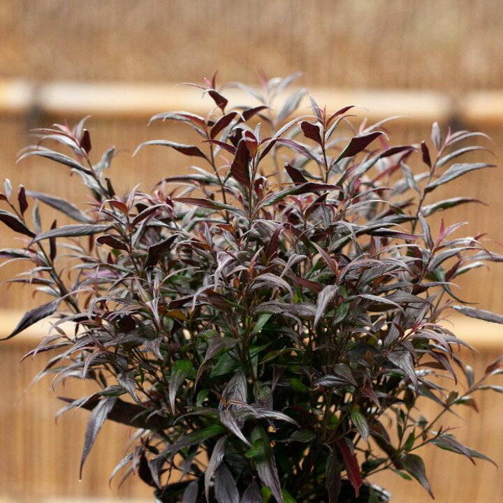楽天市場 ストロビランテス ブルネッティー 6号pot 今月の植物 ｅ 花屋さん