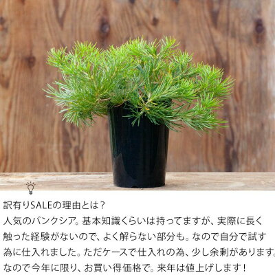 楽天市場 来年は値上げします バンクシア バースデーキャンドル 12 10 のお届けです 今月の植物 ｅ 花屋さん