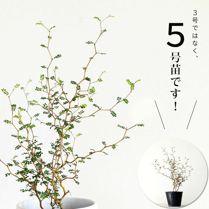 楽天市場 ソフォラ ミクロフィラ リトルベイビー 珍しい5号ポット苗 今月の植物 ｅ 花屋さん