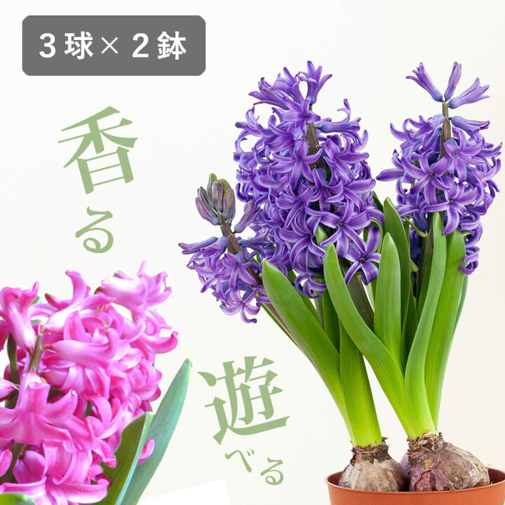 楽天市場】ヒヤシンス球根3球寄せ植え【2鉢セット（花色はお任せ 