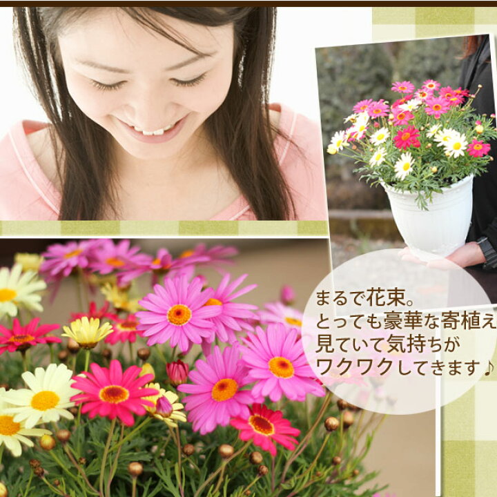 楽天市場 マーガレットの宝箱 写真は見本です 寄せ植えの色合い 品種内容は異なります 今月のおすすめ ｅ 花屋さん