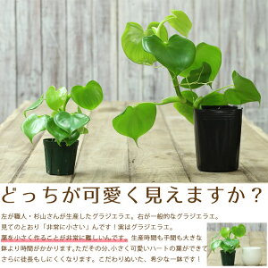 楽天市場 土を使ってないから 鉢が倒れても安心 ハート型の観葉植物 フィロデンドロン グラジエラエ 育てやすい観葉植物 育て方説明書付き ミニ観葉植物 インテリア ｅ 花屋さん