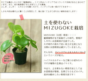 楽天市場 土を使ってないから 鉢が倒れても安心 ハート型の観葉植物 フィロデンドロン グラジエラエ 育てやすい観葉植物 育て方説明書付き ミニ観葉植物 インテリア ｅ 花屋さん