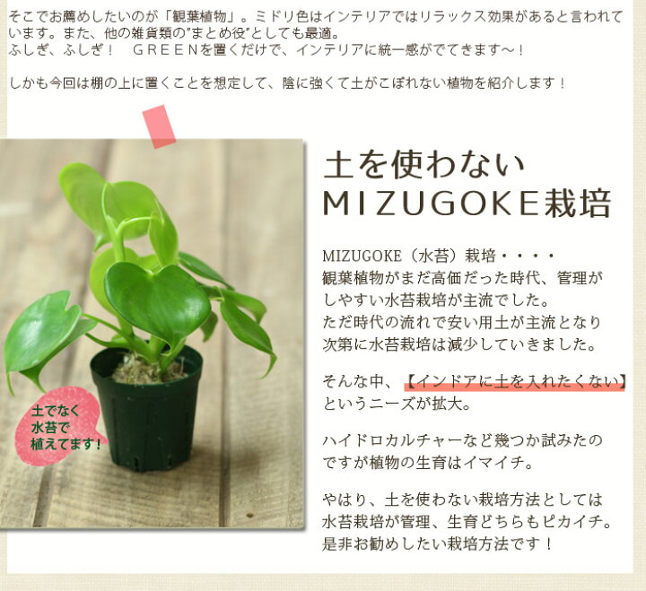 楽天市場 土を使ってないから 鉢が倒れても安心 ハート型の観葉植物 フィロデンドロン グラジエラエ 育てやすい観葉植物 育て方説明書付き ミニ観葉植物 インテリア ｅ 花屋さん
