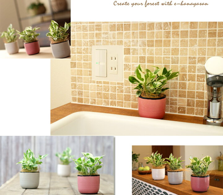 楽天市場 観葉植物を置いて 風水の運気upを狙いましょう トイレやキッチン デスクの脇に 最も美しいポトス と言われるエンジョイをキュートな陶器の鉢カバーに入れて ｅ 花屋さん