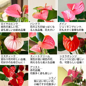 楽天市場 名人 小松さんのアンスリューム特秀品 Rootpouch社の布鉢で より可愛く 今月の植物 ｅ 花屋さん