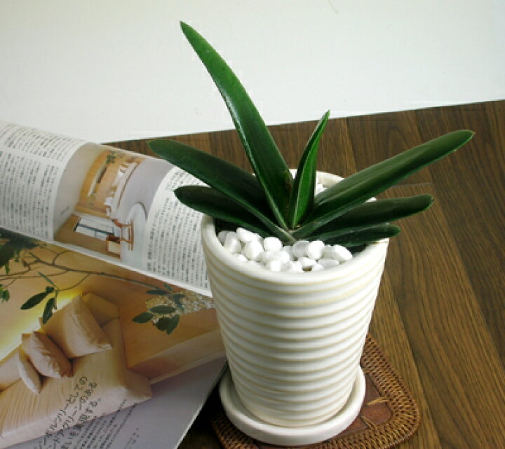 楽天市場】グリーンワイパー（ガステリア）かっこ可愛いインテリア  