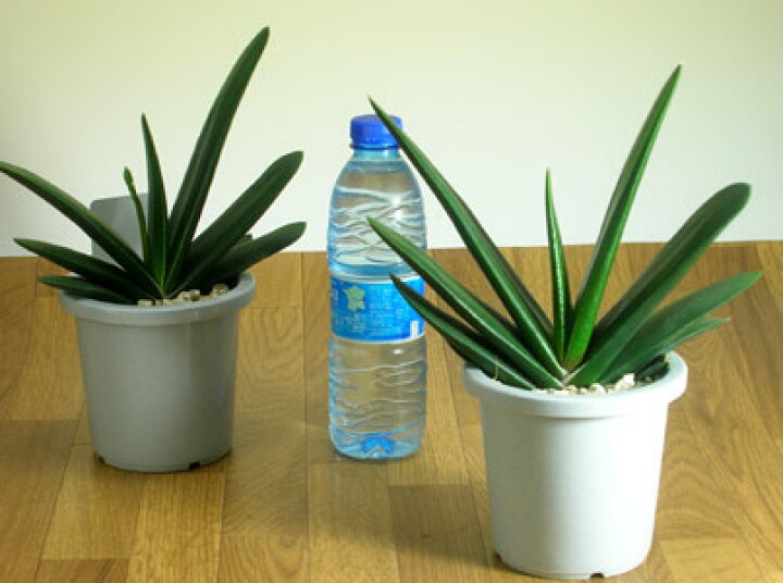 楽天市場】グリーンワイパー（ガステリア）【ミニ観葉植物 多肉植物  