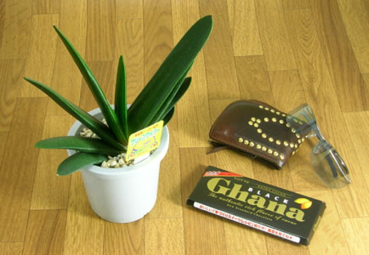 楽天市場】グリーンワイパー（ガステリア）【ミニ観葉植物 多肉植物  