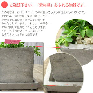 プニプニ、可愛いペペロミア・イザベルを送料無料にて。in石っぽい質感が素敵なスクエア陶器鉢。【観葉植物インテリア多肉植物大型】