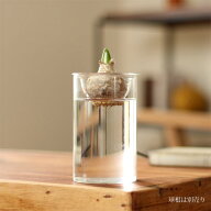 何かと使えるガラス花瓶 Sサイズ※球根は商品に含まれません