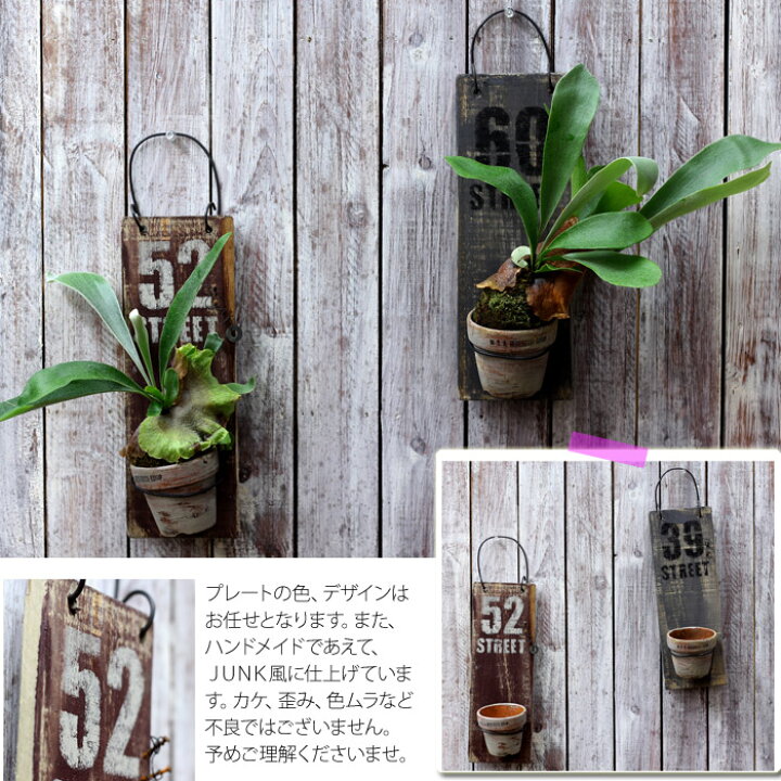 楽天市場 15鉢だけ限定入荷 アンティーク雑貨デザイナーayumiさんと 植物職人 浅岡さんとのコラボレート作品1つ1つ手作り コウモリランの苔玉をjunk風プレートに入れて プレートの色はお任せとなります ｅ 花屋さん