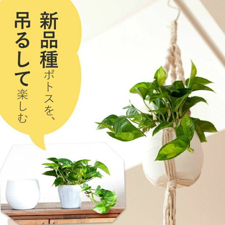 楽天市場 観葉植物 今月のおすすめ 吊り下げポトス3点セット グローバルグリーン 鉢 マクラメ ｅ 花屋さん