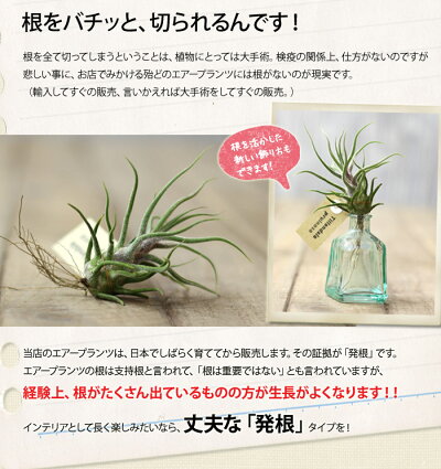 楽天市場 お届けは9 29 観葉植物 エアープランツ 発根type 初心者さんも始めやすいミニタイプ 育てやすい品種のイオナンタ フンキアナ フエゴ プチギフトとしても人気のチランジア ｅ 花屋さん