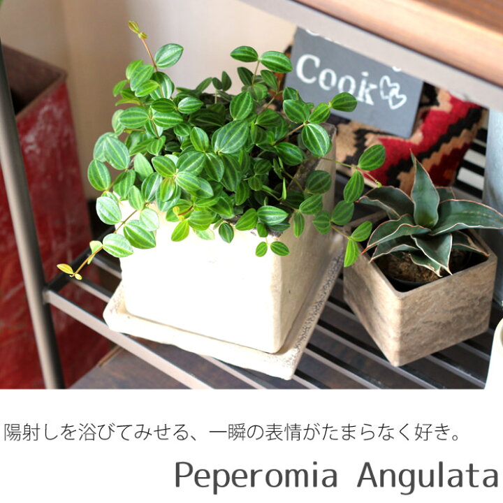 スイカ模様の肉厚な葉が可愛い!ペペロミア・アングラータをアンティーク風の陶器鉢に植えました。【観葉植物】 e-花屋さん 小さくて盛りっ!いい感じの「アングラータ」さん
