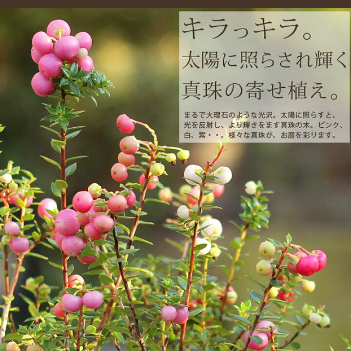 楽天市場 屋外で楽しむ植物です 真珠の木 ペルネティア めずらしい 寄せ植え タイプ 3 5号ポット苗タイプ 1 今年は 黄色の鉢カバーがオマケに付きますよ 特選 シンジュノキ e 花屋さん 楽天市場 屋外で楽しむ植物です 真珠の木 ペルネティア めずらしい 寄せ植え タイプ 3 5号ポット苗タイプ 1 今年は 黄色の鉢カバーがオマケに付きますよ 特選 シンジュノキ e 花屋さん