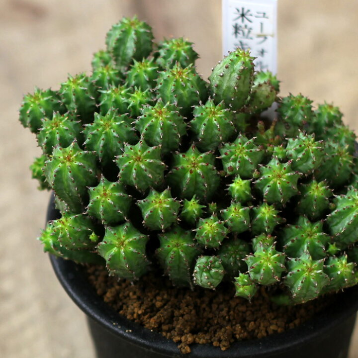 楽天市場】限定15鉢！早いもの勝ち！レアな多肉植物コレクション 