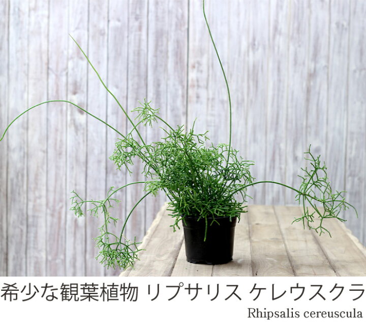 楽天市場 送料無料 希少品 年数が経過した存在感ある逸品名人 荒木さん推薦 リプサリス ケレウスクラ 紐サボテン 観葉植物 ケレウスケラ e 花屋さん 楽天市場 送料無料 希少品 年数が経過した存在感ある逸品名人 荒木さん推薦 リプサリス ケレウスクラ 紐サボテン 観葉植物 ケレウスケラ e 花屋さん
