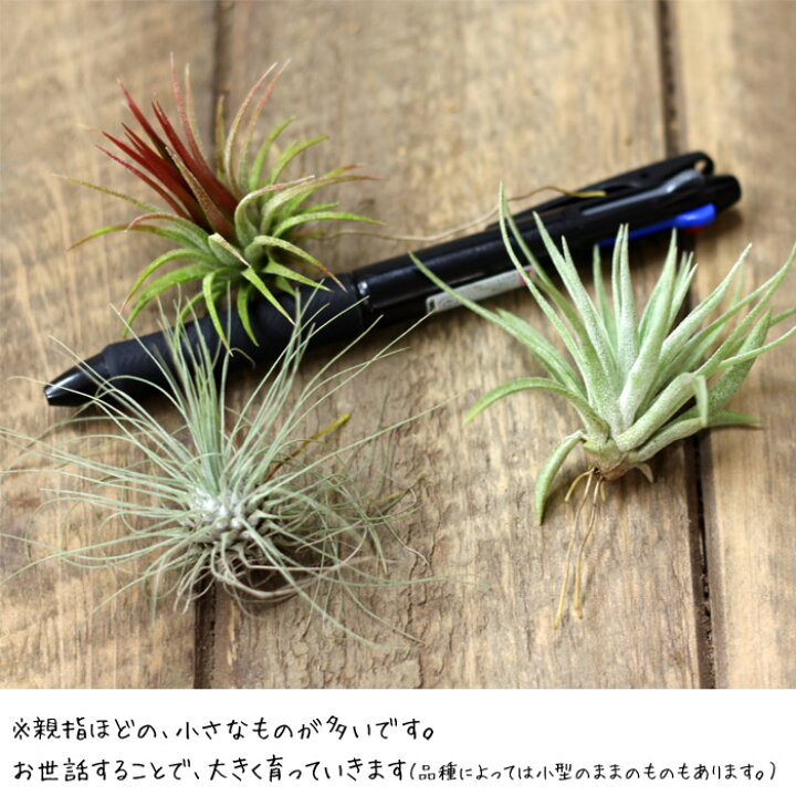 楽天市場 観葉植物 エアープランツ 発根type 初心者さんも始めやすいミニタイプ 育てやすい品種のイオナンタ フンキアナ フエゴ プチギフトとしても人気のチランジア ｅ 花屋さん