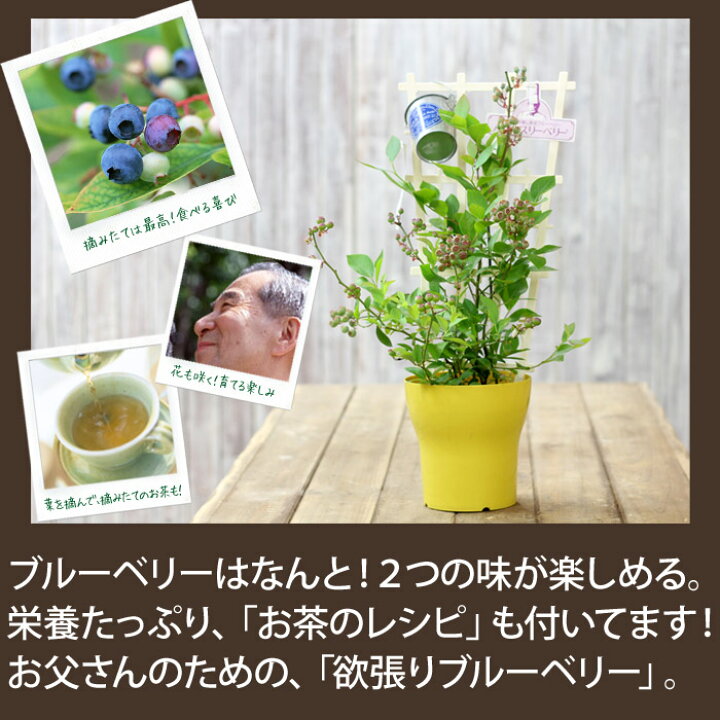 楽天市場 送料無料 父の日ギフト ２つの味が楽しめる さらに さらに 摘みたてのお茶も楽しんで 疲れたお父さんにありがとうの気持ちをこめて 欲張り２品種植えのブルーベリー ラビットアイ 大実系 ｅ 花屋さん