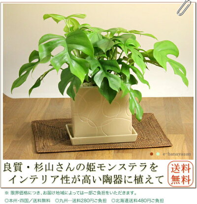 楽天市場 E 花屋さん ５周年記念商品だから 送料無料 で ワイルドな観葉植物 姫モンステラ 陶器鉢 観葉植物 インテリア 開店祝い 新築祝い 風水 ヒメモンステラ 贈り物 ｅ 花屋さん