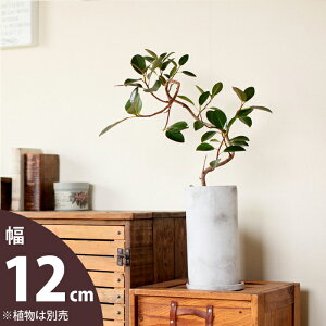 yȐAؔzyȓ픫z}bgȎAےg[AؔMi12cmj