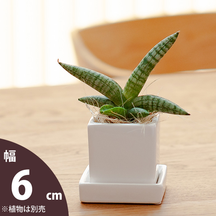 2号の植物向け 【おしゃれな植木鉢】可愛いキューブ型。スクエア陶器鉢（6cm）