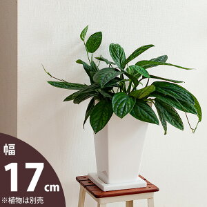植木鉢 陶器 スクエア プランターの人気商品 通販 価格比較 価格 Com 植木鉢 陶器 スクエア プランターの人気商品 通販 価格比較 価格 Com