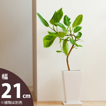 楽天市場 植木鉢 大きさから選ぶ 6号 8号サイズの植物向け ｅ 花屋さん