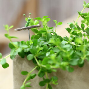 【送料無料観葉植物】今ならピック付き!ペペロミア・イザベル。育てやすく、インテリアGREENとしてもお勧めです。