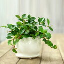 ●お届けは5/28〜【送料無料】育てやすくて可愛い観葉植物ペペロミア・フォレット室内にオススメ!