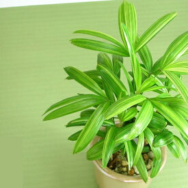 楽天市場 花 ガーデン Diy 種類 植物 シュロチク カンノンチク の通販