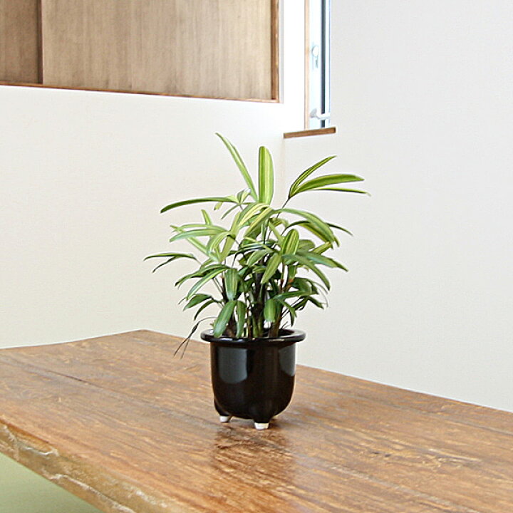 楽天市場 予約品 お届けは3 13 観葉植物 観音竹 綾錦 カンノンチク アヤニシキ シュロチクと比べ コンパクトに育つ品種 斑模様が綺麗で開店祝い 新築祝いに喜ばれます 陰 寒さに強く 玄関におすすめ 鉢は陶器鉢ですので 誕生日プレゼントにも人気