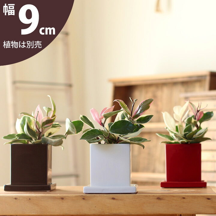 楽天市場 おしゃれな植木鉢 定番スタイル スクエア陶器 9cm ｅ 花屋さん