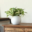 育てやすく飾りやすい観葉植物 ポトスエンジョイ丸〜い植木鉢M（今月の植物）
