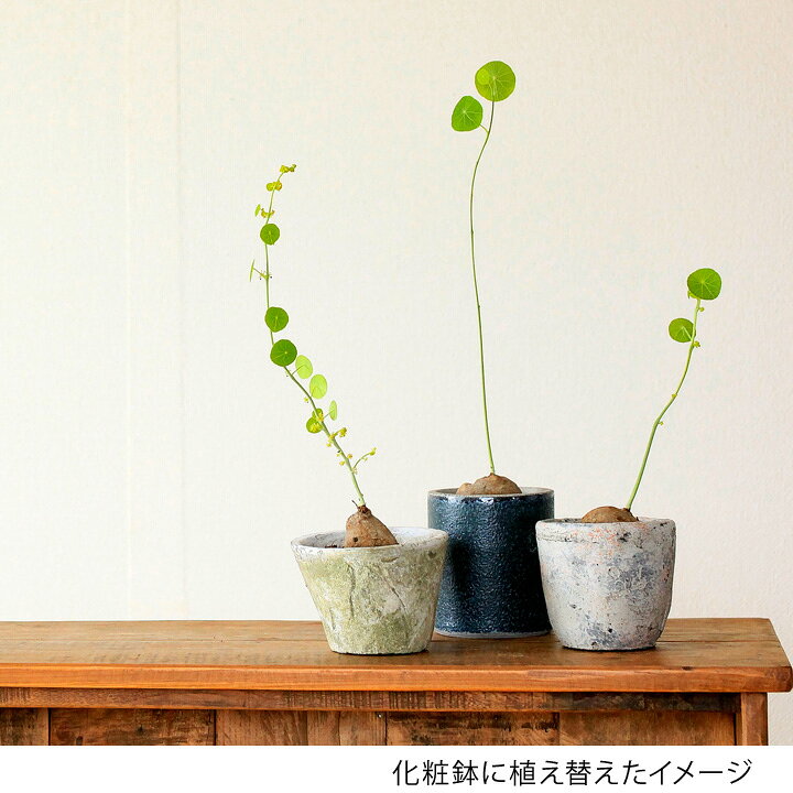 楽天市場】塊根植物ステファニア ピエレイ : e-花屋さん