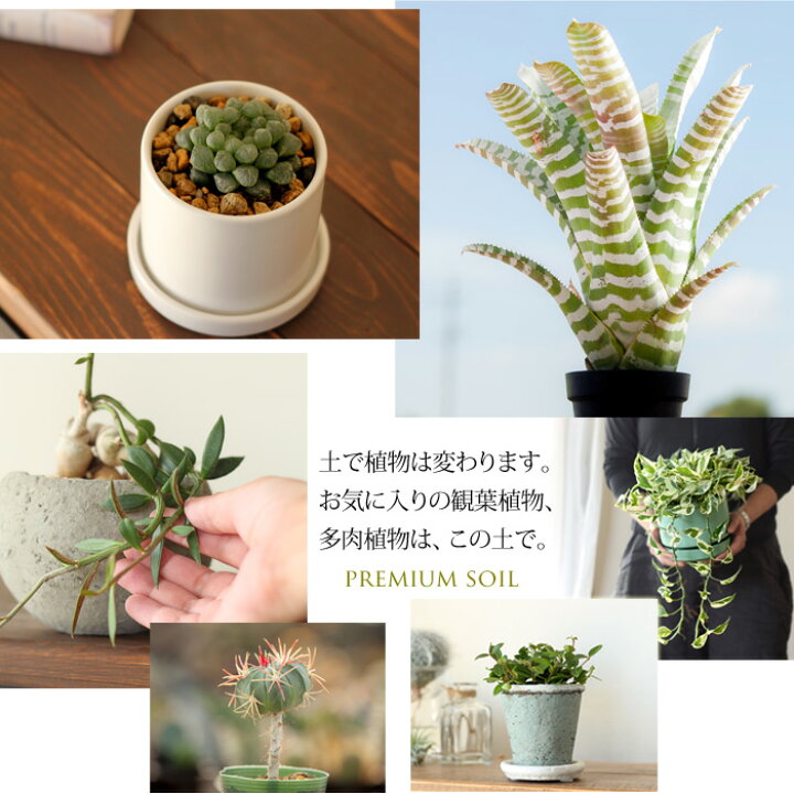 楽天市場 プレミアム用土 少量パック１l 観葉植物の土 多肉植物 の植え替えにも最適 虫がわきにくので室内利用におすすめ 小鉢の植替えに便利 排水性 通気性に優れ 根腐れを防ぎます 硬質赤玉土が主体 ベストソイルミックス 塊根植物 フィカスの植え替え培養土