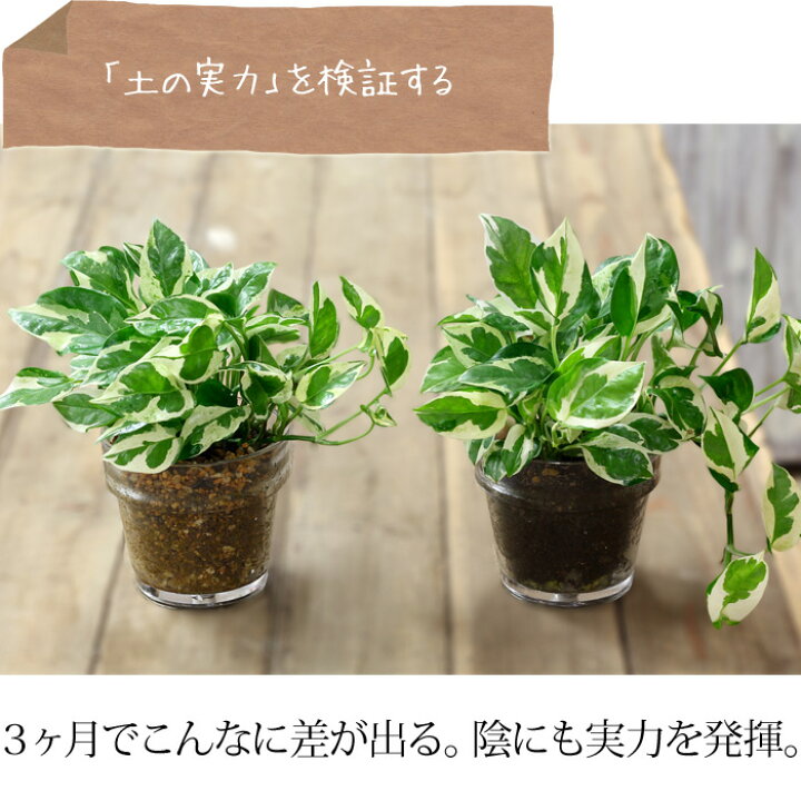 楽天市場 プレミアム用土 少量パック１l 観葉植物の土 多肉植物の植え替えにも最適 虫がわきにくので室内利用におすすめ 排水性 通気性に優れ 根腐れを防ぎます 硬質赤玉土が主体 ベストソイルミックス 塊根植物 フィカスの植え替え培養土 ｅ 花屋さん