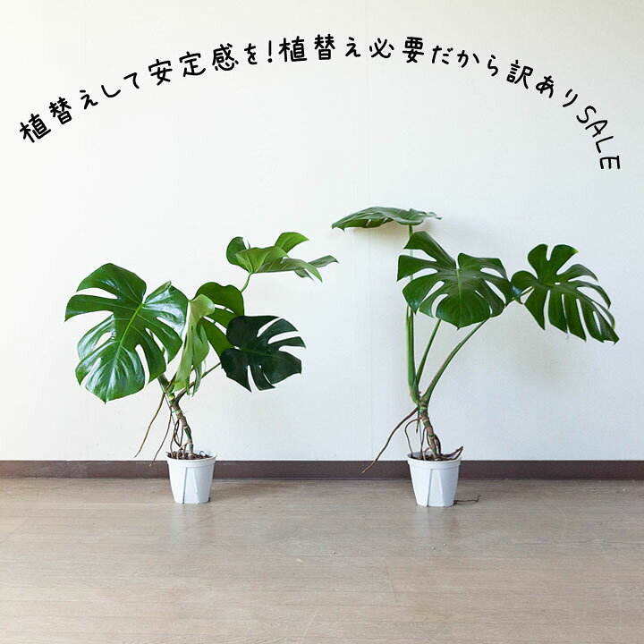 楽天市場 訳ありsale モンステラの幹上がり 5号簡易pot 植物との同梱は出来ない商品です ｅ 花屋さん