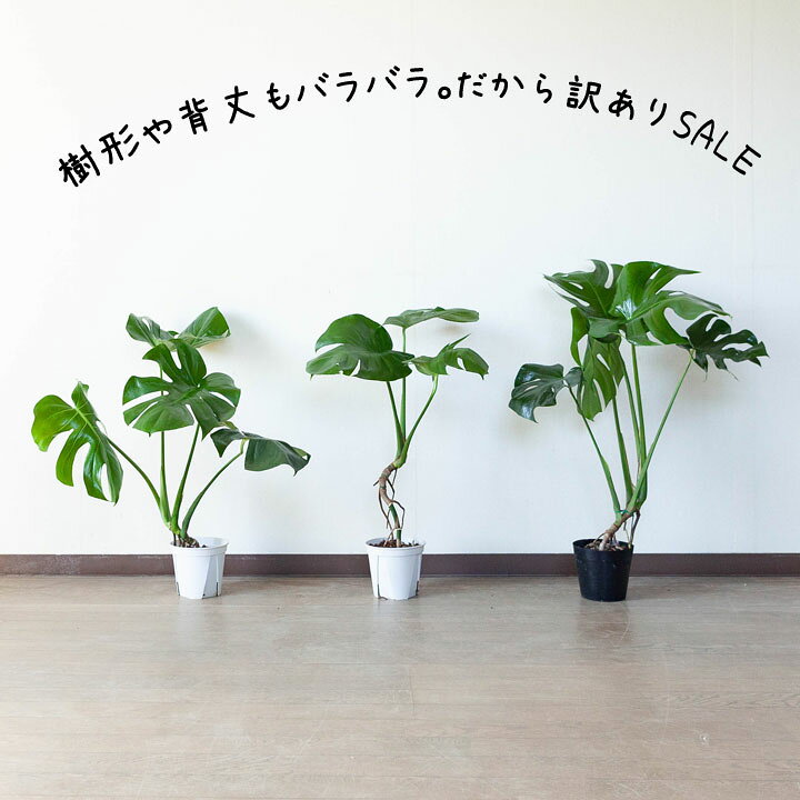 楽天市場】【訳ありSALE】モンステラの幹上がり（5号簡易POT）※植物と 