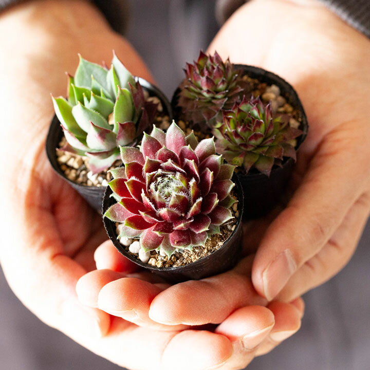 楽天市場】センペルビウム・寄せ植えしやすい「1号苗×3POTセット 