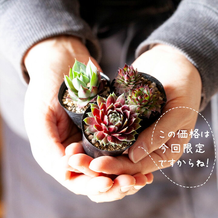 楽天市場】センペルビウム・寄せ植えしやすい「1号苗×3POTセット 