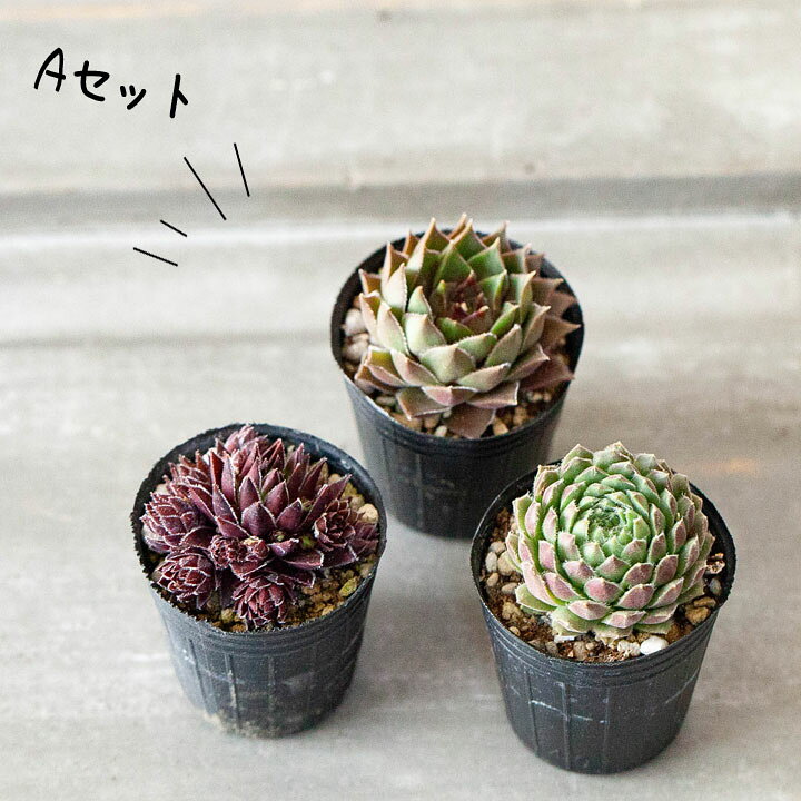 楽天市場】センペルビウム・寄せ植えしやすい「1号苗×3POTセット 
