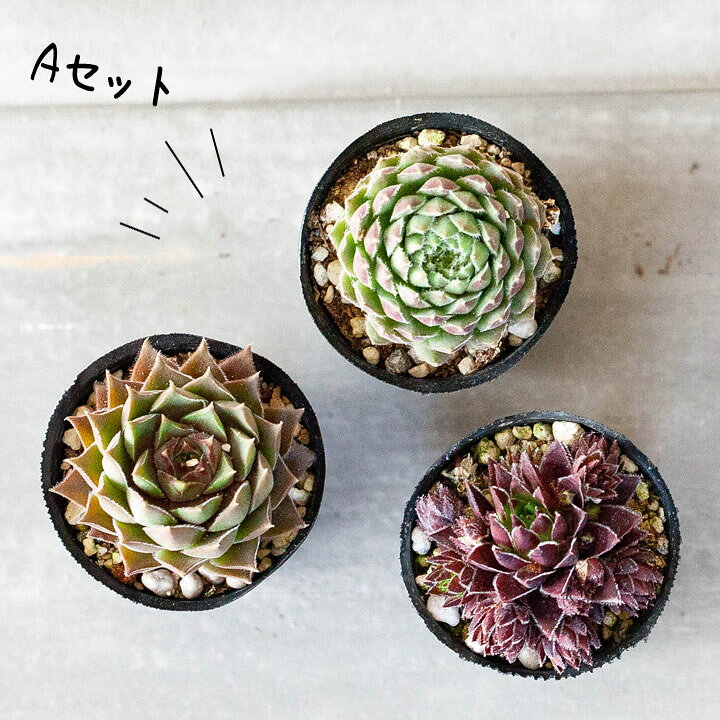 楽天市場】センペルビウム・寄せ植えしやすい「1号苗×3POTセット 