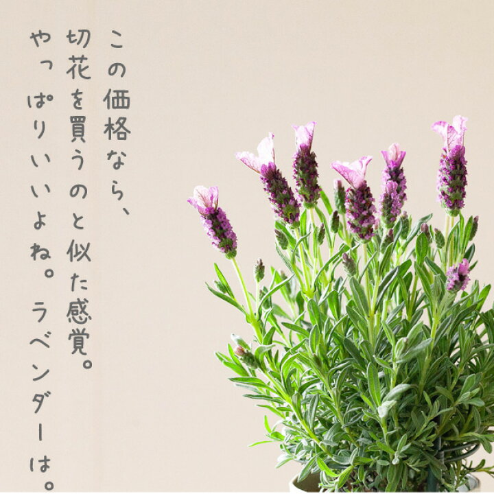 楽天市場 花が大きいラベンダー ラヴェアンナ ピンクロリポップ 4号鉢 今月の植物 e 花屋さん 楽天市場 花が大きいラベンダー ラヴェアンナ ピンクロリポップ 4号鉢 今月の植物 e 花屋さん
