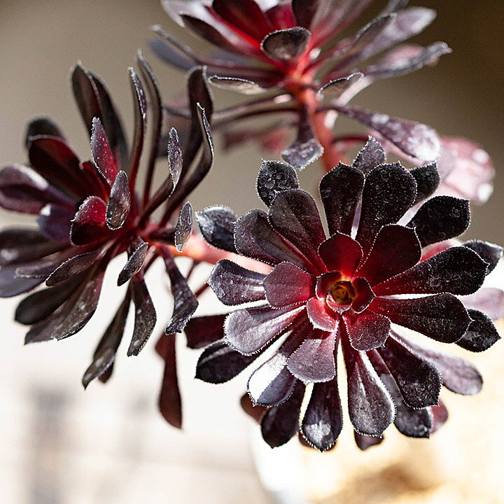 楽天市場 シュールな多肉植物 黒法師幹太 群生 枝分岐 タイプ e 花屋さん 楽天市場 シュールな多肉植物 黒法師幹太 群生 枝分岐 タイプ e 花屋さん